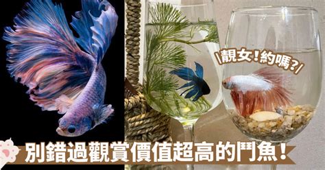 房間可以養鬥魚嗎|[新手專用] 鬥魚飼養入門